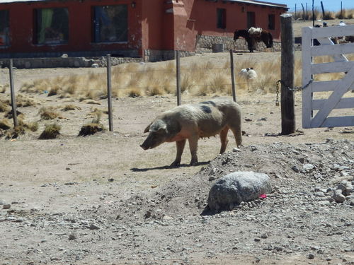 Pig(s), Chickens, and Dogs run about.